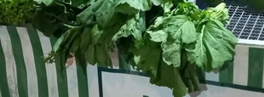 352282809_784009773175741_5663876777968104639_n